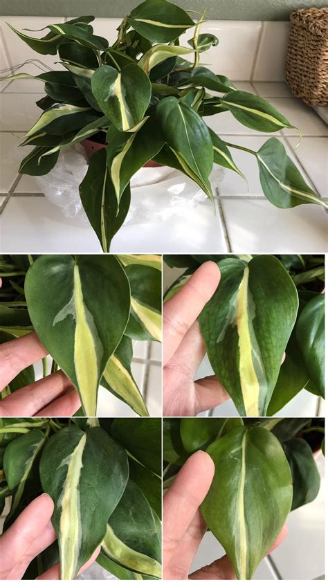 philodendron brasil vs silver stripe