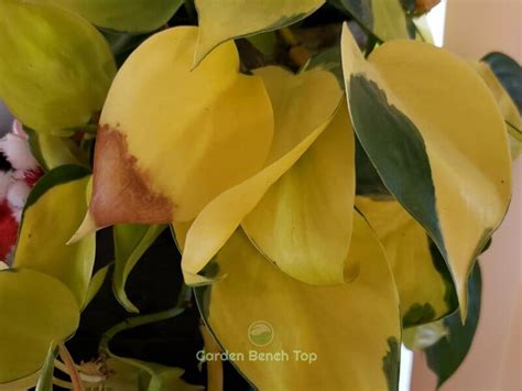philodendron brasil yellow leaves