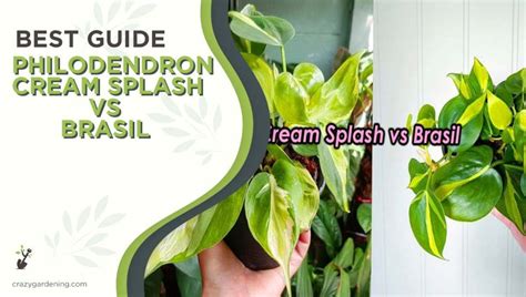 philodendron cream splash vs brasil