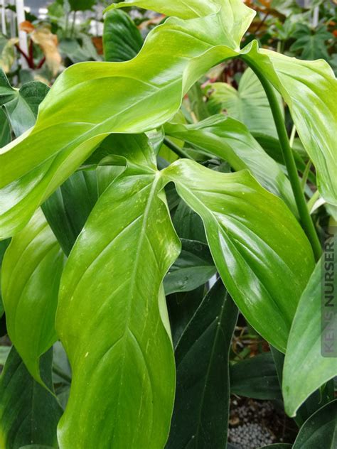 philodendron cultivars with lobed leaves