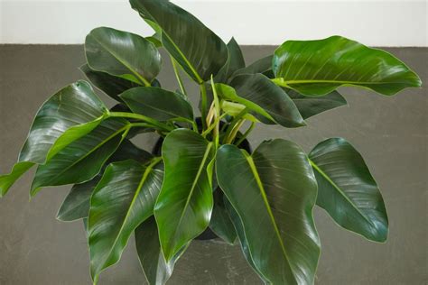 philodendron imperial green vs congo green