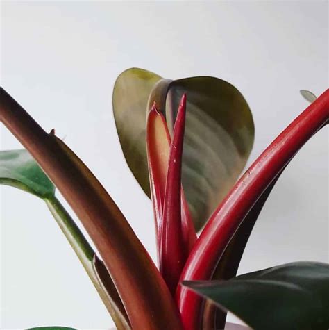 philodendron imperial red pflege