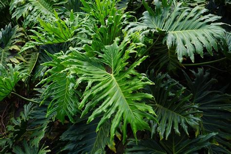 Philodendron Jari: Tanaman Hias Asli Indonesia dengan Keindahan yang Memikat