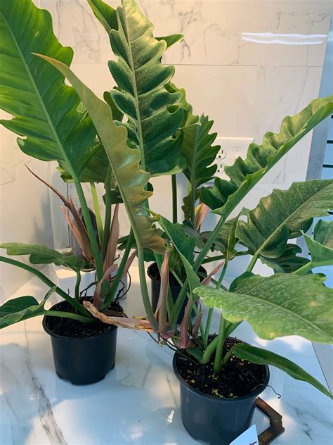 philodendron jungle boogie plant care