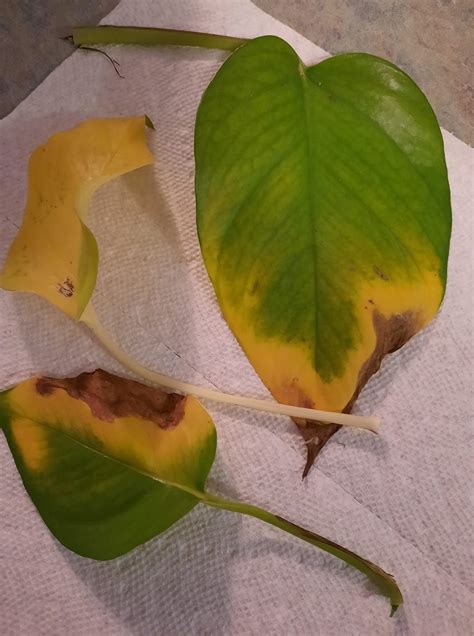 philodendron leaves turning yellow and brown