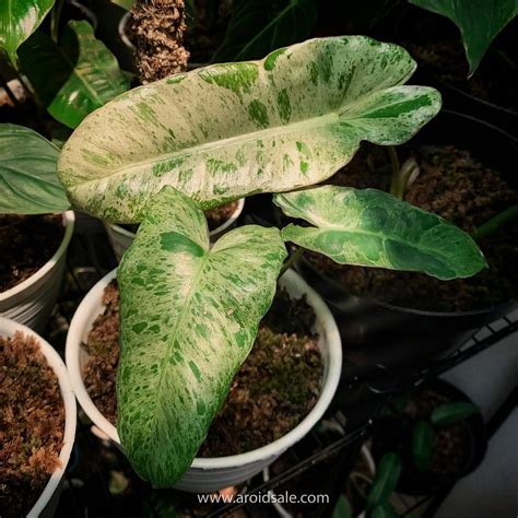 philodendron paraiso verde for sale