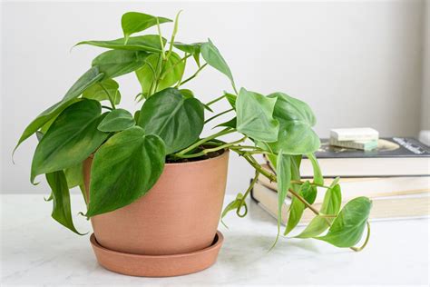 philodendron plant care indoors