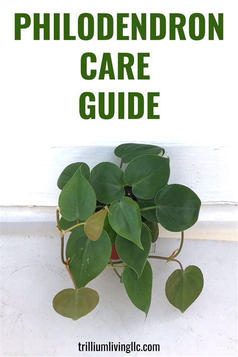 philodendron plant care instructions