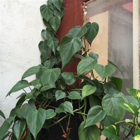 philodendron plant care tips trimming