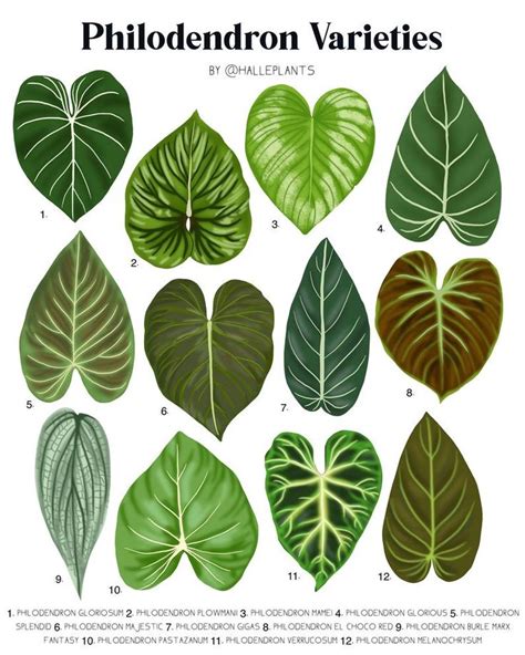 philodendron plant varieties chart