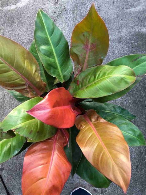 philodendron prince of orange pruning
