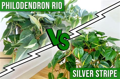 philodendron rio vs silver stripe
