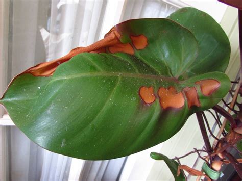 philodendron rojo congo brown spots on leaves
