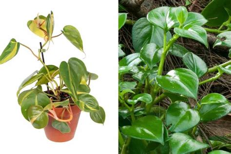 philodendron scandens vs hederaceum