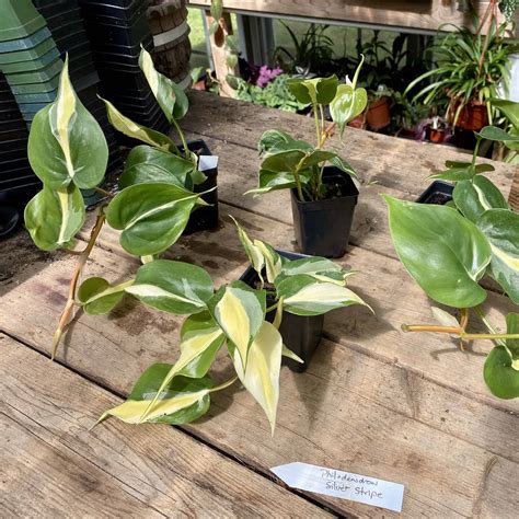 philodendron silver stripe for sale