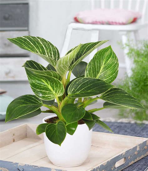 philodendron white wave pflege