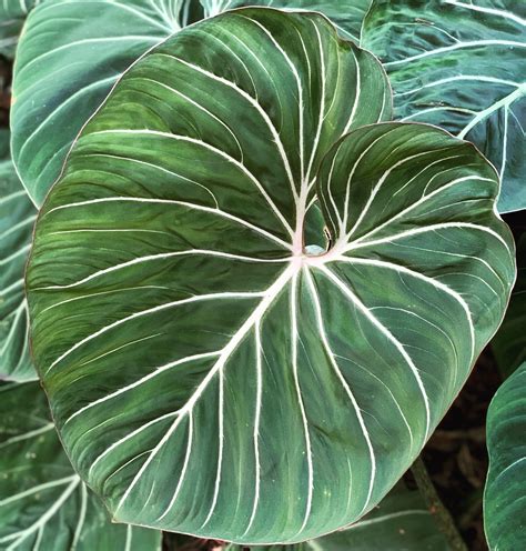philodendron with large leaves