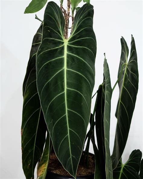 philodendron with long leaves