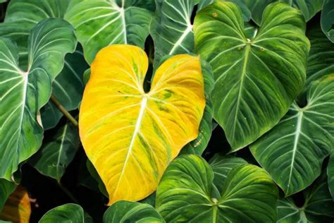 philodendron with yellow leaves