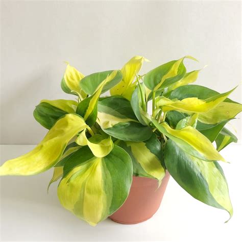 philodendron with yellow stripe