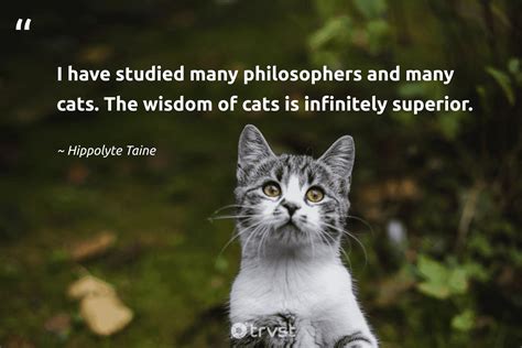 Philosophy Of A Cat