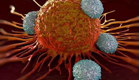 Les cellules cancéreuses Types, formation et