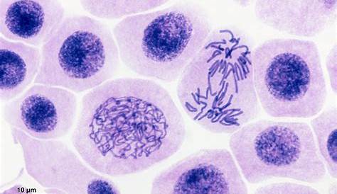 Photo Cellule Microscope Onion Epidermis Cells Seen On Stock