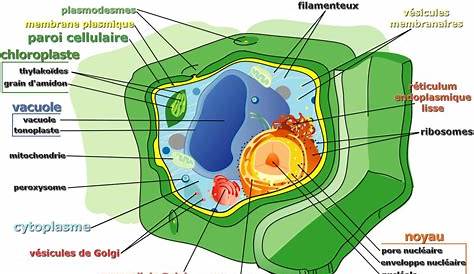 Cellule Vegetali Verdi Sotto Il Microscopio Immagine Stock