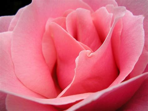 Signification des 10 couleurs de roses et 15 fleurs populaires