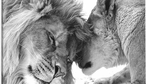 Leinwandparadies Couple de Lion en Noir et Blanc Format