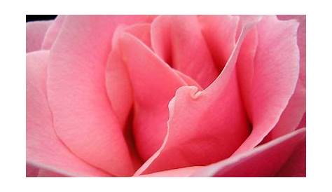Photo De Couverture Couleur Rose Coupon Tissu Crêpe Laine Hollywood 3m X