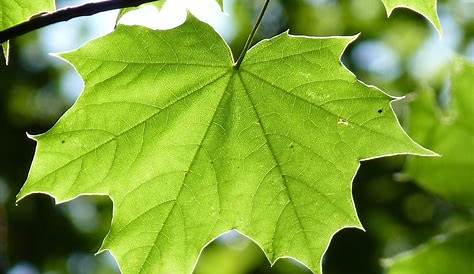 Feuille D'Érable Vert Maple · Photo gratuite sur Pixabay
