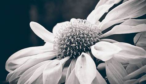 Images Gratuites noir et blanc, la photographie, fleur