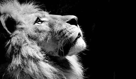 Photo Lion Noir Et Blanc Hd Wallpaper Fond D'écran Animal Portrait Fond