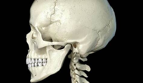 Human Skull Free Stock Photo - Public Domain Pictures