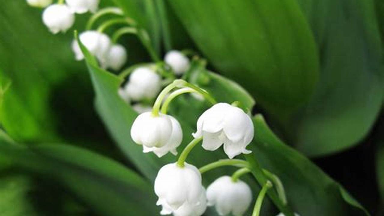 Unveil the Hidden Charms: A Photographer's Journey into the Heart of Lily of the Valley Flowers