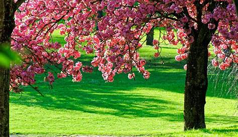 Peaceful Garden | Springtime pictures, Nature, Beautiful gardens