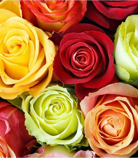 Quelle couleur choisir pour votre bouquet de roses