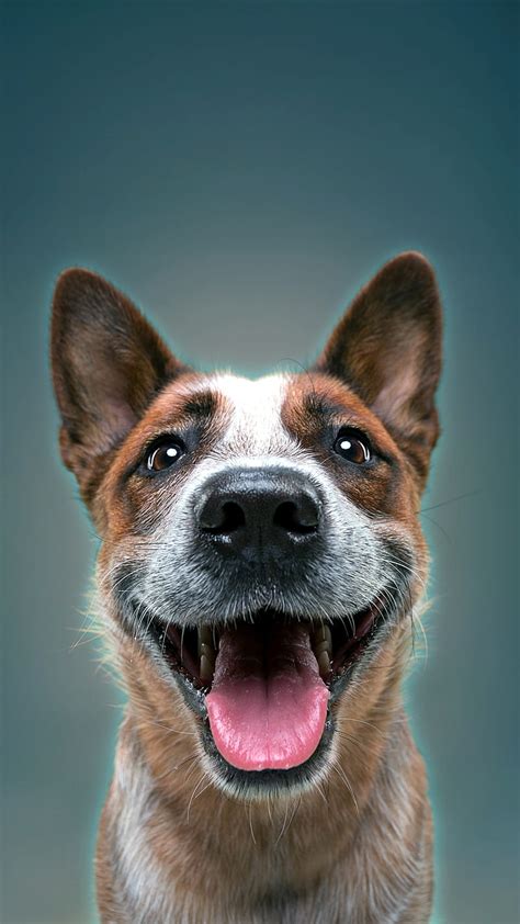 photo chien visage