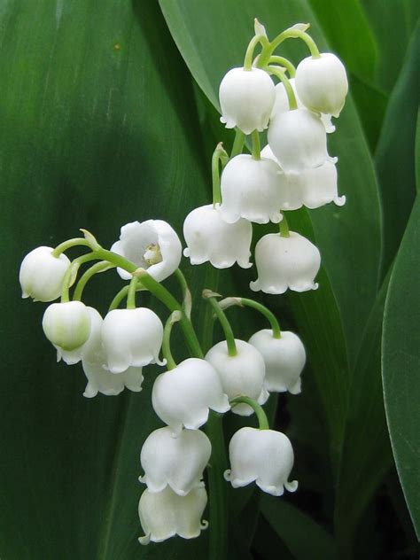 photo d'un brin de muguet