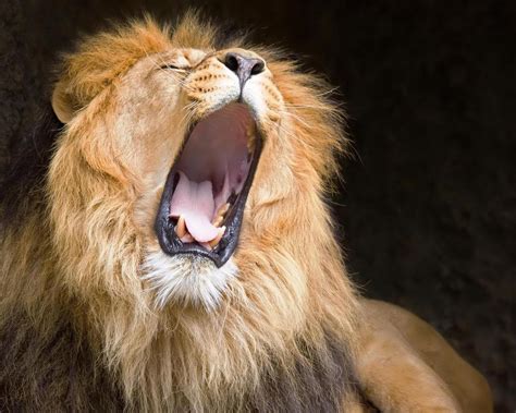 photo of a lion roaring