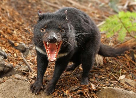 photo of a tasmanian devil