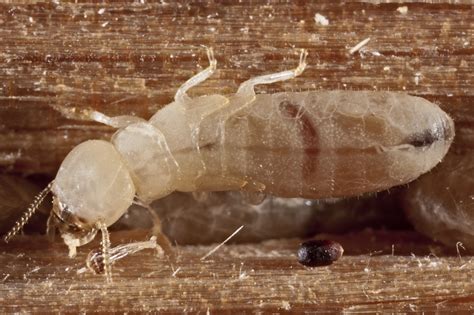 photo of a termite