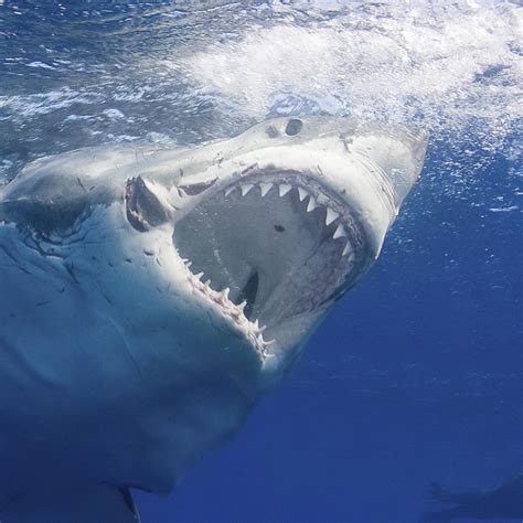 photo of great white shark