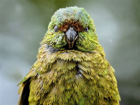 photo of kakapo bird