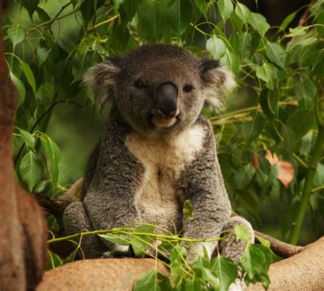 photo of koala bear