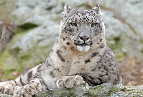 photo of snow leopard