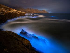 photographing bioluminescence