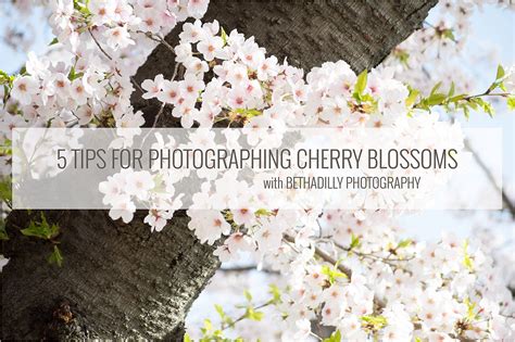 photographing cherry blossoms
