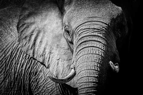 Photographing Elephants